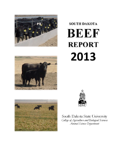 South Dakota Beef Report, 2013
