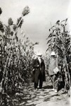 N.E. Hansen in a Kaoliang sorghum field at Echo in Manchuria, China in 1924 by South Dakota State University