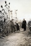 N.E. Hansen in a Kaoliang sorghum field at Echo in Manchuria, China in 1924 by South Dakota State University
