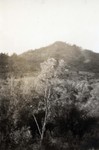 Pear tree in the mountains at Saolin in northern China in 1924 by South Dakota State University