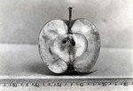 Apple specimen, undated by South Dakota State University