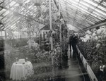 Dr. N.E. Hansen in a South Dakota State College greenhouse, undated by South Dakota State University
