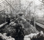 Dr. N.E. Hansen in a South Dakota State College greenhouse, undated by South Dakota State University