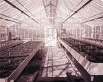 Agronomy greenhouse at South Dakota State College, 1949