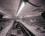 Poultry Department chicken nesting at South Dakota State College, 1958