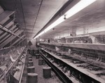 Poultry Department chickens nesting at South Dakota State College, 1958
