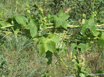 Cucurbitaceae : Echinocystis lobata