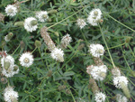 Fabaceae : Dalea candida