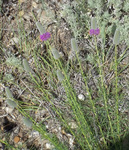 Fabaceae : Dalea purpurea