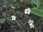 Fragaria virginiana by R. Neil Reese