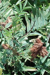 Fabaceae : Glycyrrhiza lepidota