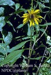 Asteraceae : Helianthus tuberosus