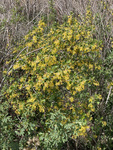 Ribes odoratum by R. Neil Reese