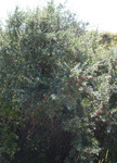 Elaeagnaceae : Shepherdia argentea