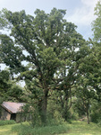 Quercus macrocarpa by R. Neil Reese