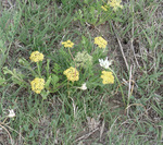 Lomatium foeniculaceum by R. Neil Reese