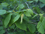 Betulaceae : Corylus cornuta