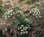 Apiaceae : Lomatium macrocarpum by R. Neil Reese