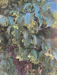 Caprifoliaceae : Viburnum lentago