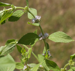 Mentha arvensis by R. Neil Reese