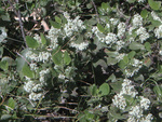 Rhamnaceae : Ceanothus velutinus by R. Neil Reese