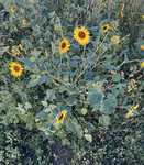 Asteraceae : Helianthus annuus