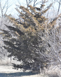 Juniperus virginiana by R. Neil Reese