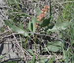 Rumex occidentalis by R. Neil Reese