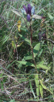 Gentianaceae : Gentiana andrewsii