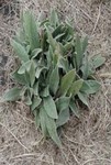 Asteraceae : Gnaphalium chilense