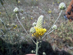 Fabaceae : Dalea aurea