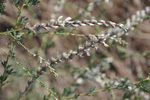 Fabaceae : Dalea enneandra