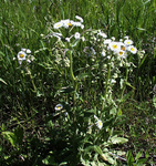 Asteraceae : Erigeron pumilis
