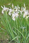 Irdaceae : Iris missouriensis