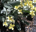Brassicaceae : Lesquerella ludoviciana