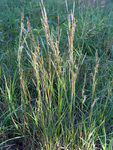 Poaceae : Schizachyrium scoparium