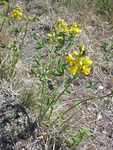 Fabaceae : Thermopsis rhombifolia