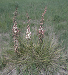 Yucca glauca by R. Neil Reese