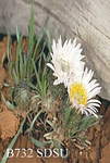Asteraceae : Townsendia exscapa