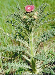 Cirsium drummondii