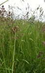 Poaceae : Hierochloe hirta