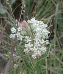 Asclepias pumila by R. Neil Reese