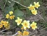 Caltha palustris by R. Neil Reese
