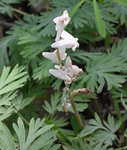 Dicentra cucullaria by R. Neil Reese