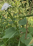 Asteraceae : Ageratina altissima