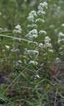 Rubiaceae : Galium boreale