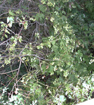 Cannabaceae : Humulus lupulus var. lupuloides