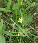 Liliaceae : Hypoxis hirsuta