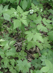 Apiaceae : Osmorhiza longistylis