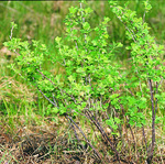 Grossulariaceae : Ribes hirtellum